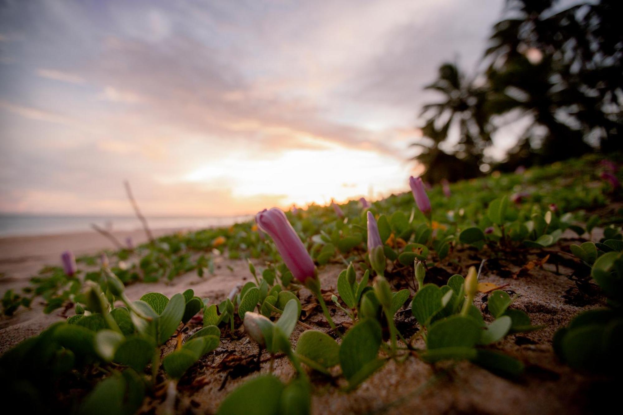 Helios Beach Resort Tangalle Eksteriør bilde